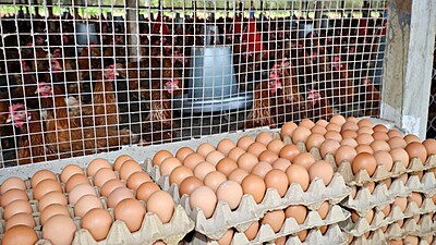 Chicken Eggs|10004
