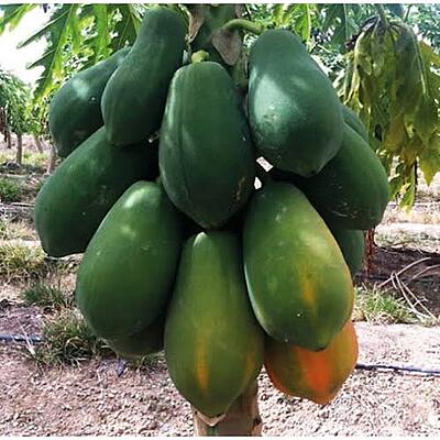 Pawpaw|10001