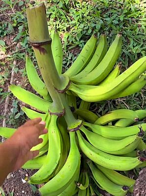 Unripe Plantain Bunch|10002